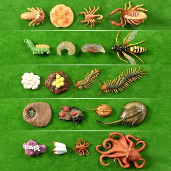 Simulering Vilde Dyr Blæksprutte,Krokodille Vækst Cyklus Scorpion Livscyklus Modeller Action Figurer, Undervisnings-Materiale Indsamling Toy